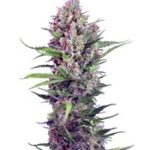 Cream Mandarine F1 Fast Version