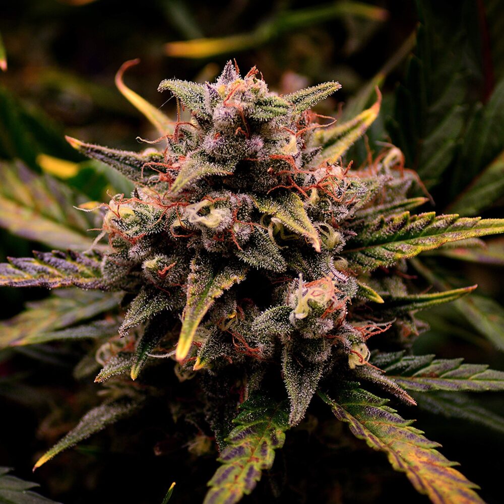 Cream Mandarine Samen Automatik - Lucky Hemp
