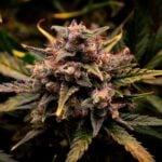 Cream Mandarine Samen Automatik