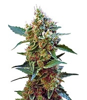 Cream Mandarine XL Auto - Herbies