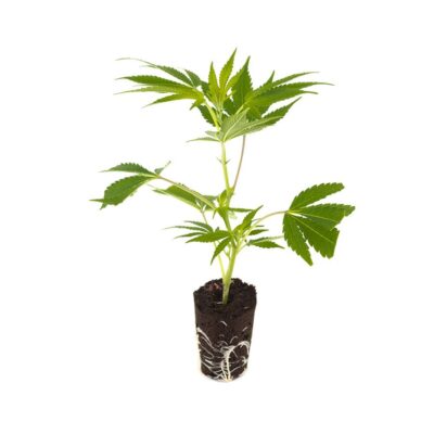 Critical 2.0 - Hanfgarten