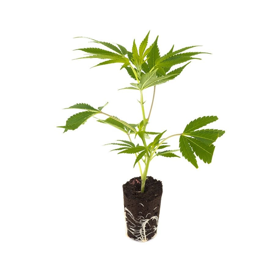 Critical 2.0 - Hanfgarten