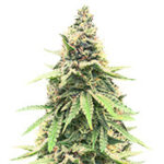 Critical Amnesia
