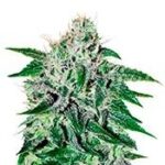 Critical Jack Herer