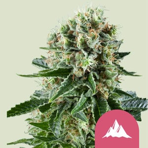 Critical Kush – Royal Queen Seeds