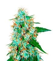 Critical Neville Haze 2.0 - Herbies