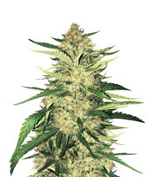 Critical Orange Punch - Herbies