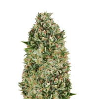 Critical Poison - Herbies