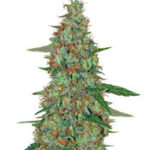 Critical Ryder Auto