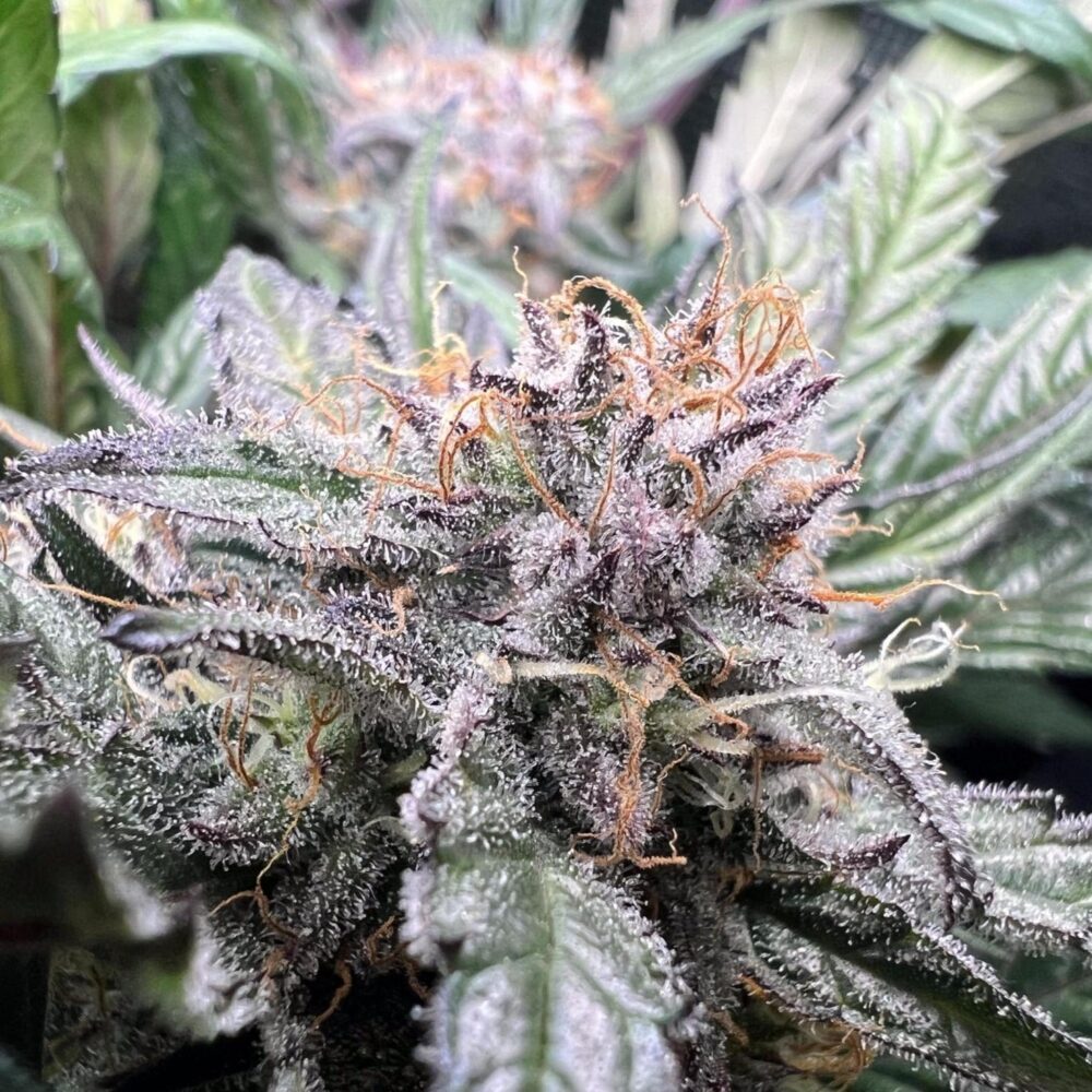 Critical Samen Automatik - Lucky Hemp