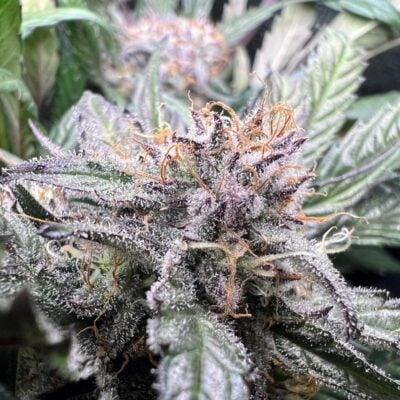 Critical Samen Automatik - Lucky Hemp