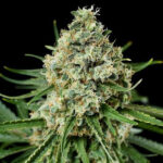 Critical Seeds Feminisiert 26% THC