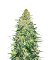 Critical Sensi Star Early Version - Herbies