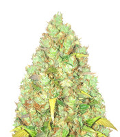 Critical XXL - Herbies