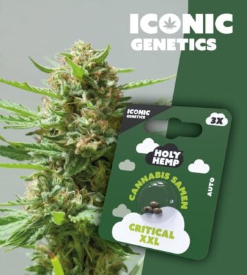 Critical XXL Iconic Seeds - Holy Hemp