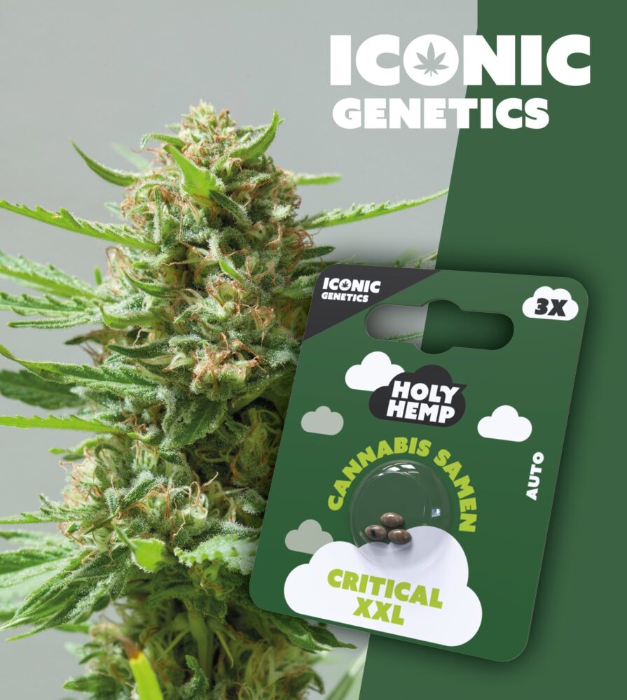 Critical XXL Iconic Seeds - Holy Hemp
