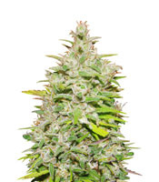 Crystal M.E.T.H. - Herbies