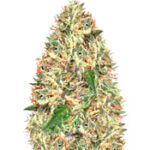 Delhi Cheese Auto