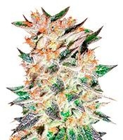 Delicious Candy Auto - Herbies