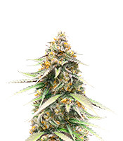 Delicious Cookies Early Version - Herbies