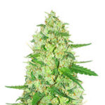 Diesel Berry Auto