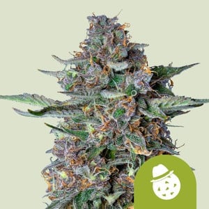 Do-Si-Dos Auto – Royal Queen Seeds