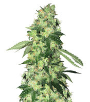 Do-Sweet-Dos - Herbies