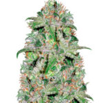 Doctor Jamaica
