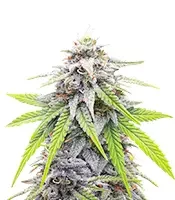 Donutz Feminized - Herbies