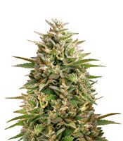 Double OG Haze - Herbies