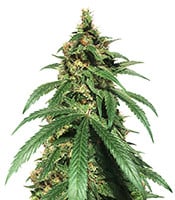 Dr. Bruce Banner CBD - Herbies