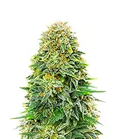 Dream Queen Autoflower - Herbies