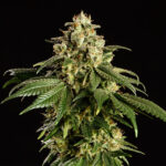 Dream Sherbet