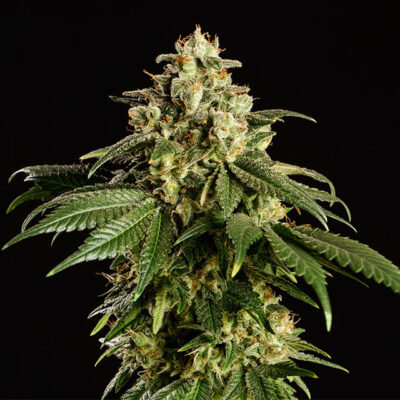 Dream Sherbet – Kannabia