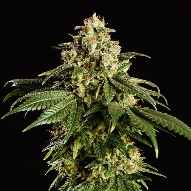 Dream Sherbet - Kannabia