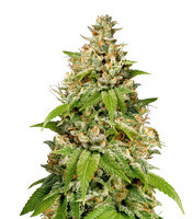 Durban - Herbies