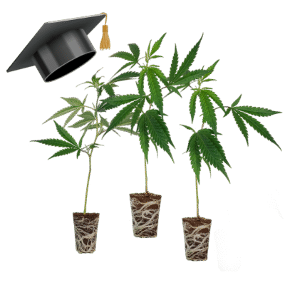 Einsteiger Set Stecklinge - Lucky Hemp