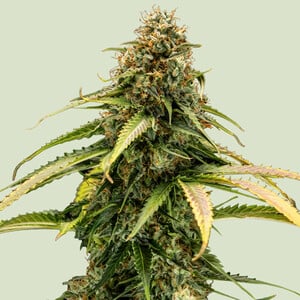 Epsilon F - Royal Queen Seeds