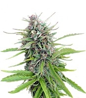 Exodus Cheese - Herbies