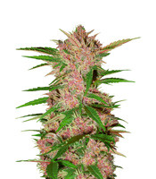 Fastberry Auto - Herbies