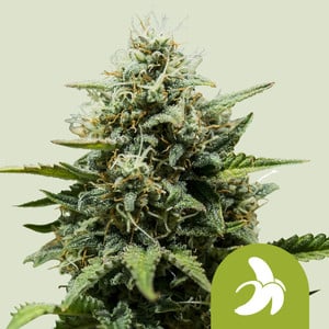 Fat Banana Auto – Royal Queen Seeds