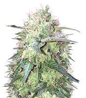 Fresh Candy - Herbies