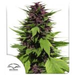 Frisian Duck Feminisiert - Hanfgarten