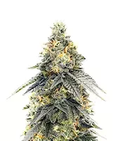 G.S. Cookies Feminized - Herbies