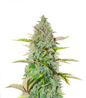 G14 Auto - Herbies