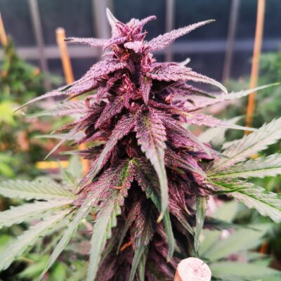 Galactic Green Cali Pack - Lucky Hemp