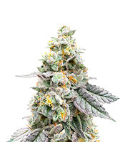 Gelato 41 x Gelato 41 Auto - Herbies