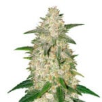 Gelato Auto