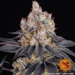 Gelato