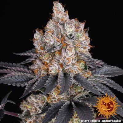 Gelato - CBDNOL